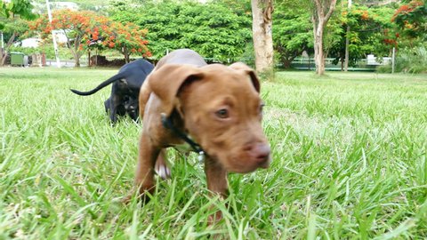 Two brown and black pit bull terrier puppies walking, running and playing on green lawn 