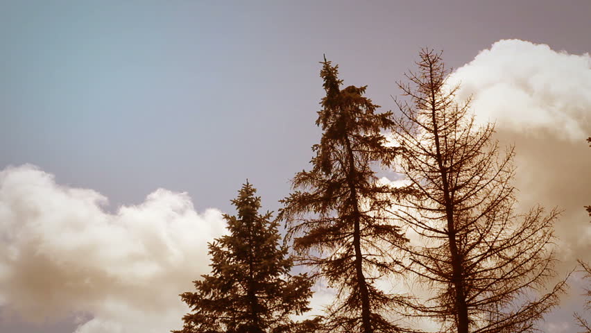 Orange Dusk Cinematic Timelapse of Clouds over Coniferous forest