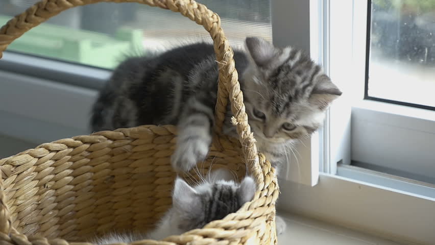 Slow motion of funny tabby kittens breed Scottish Fold playing in the basket