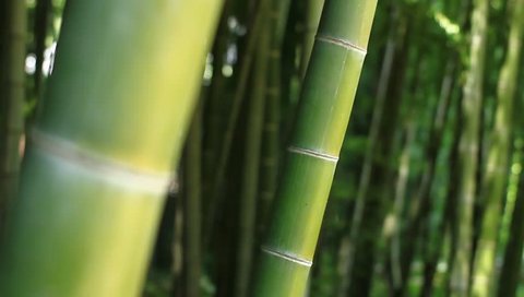 Bamboo in the forest at Takebayashi park back shallow focus mild wind 2017.07.20 in Tokyo camera : Canon EOS 7D