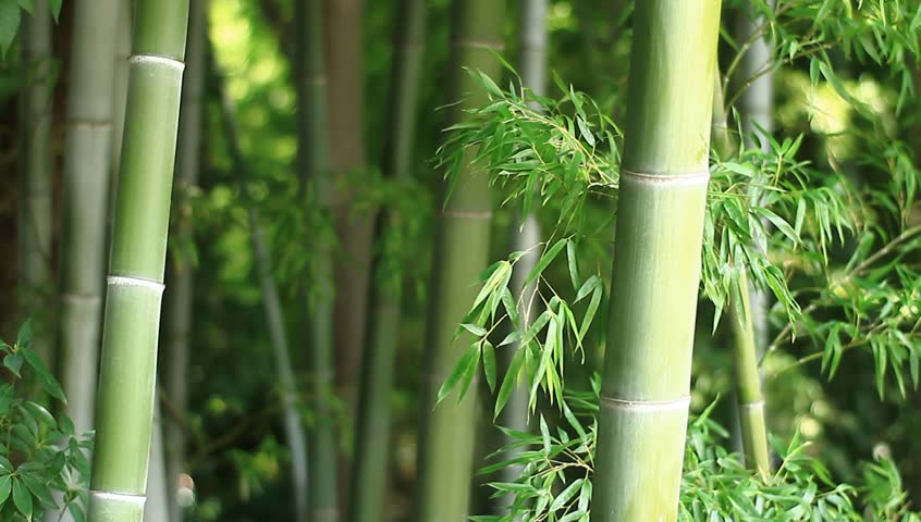 Bamboo video. Проростки бамбука. Заставка бамбук. Бамбук футаж. Bamboo video.