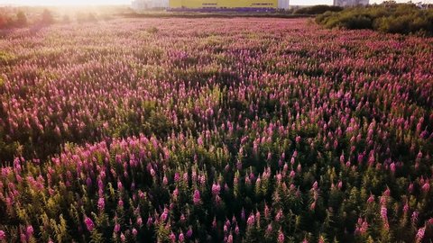 Field Fireweed (Chamaenerion, Wildflower) at sunset. Shooting from the air by a flying camera.