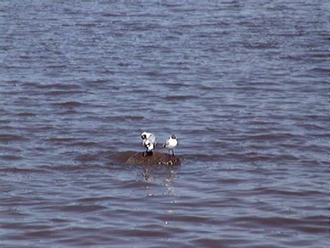 River. Sea-gulls
