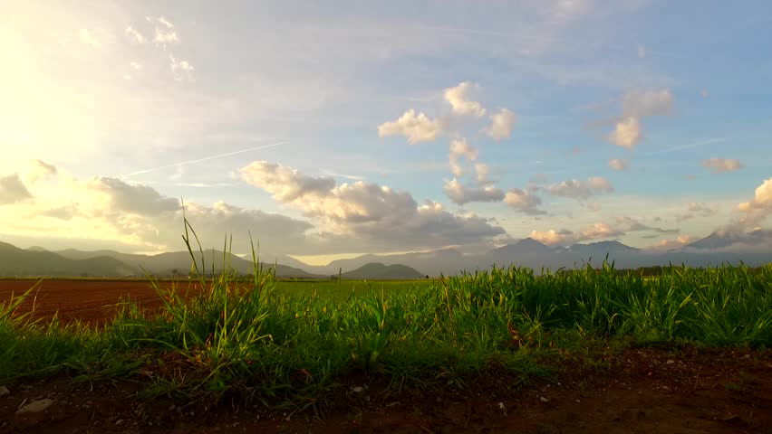 Beautiful summer fields with green barley, corn, forests far away and light cloudy summer sky.