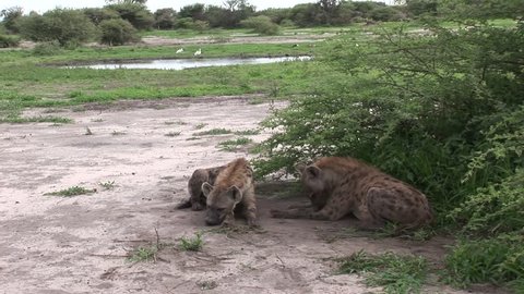 Hyena Kenya Africa savannah wild animal mammal