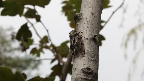 buzzing wild cicada in the fall,  notice its abdomen's movement