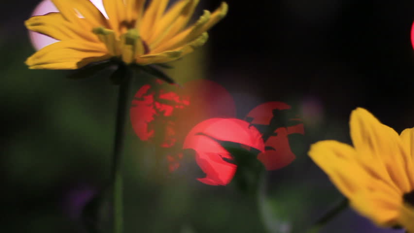 interesting, shallow focus abstract shot of a flower at night in Downtown