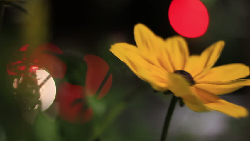 Unique shot of an urban flower at night with blurred city lights in the