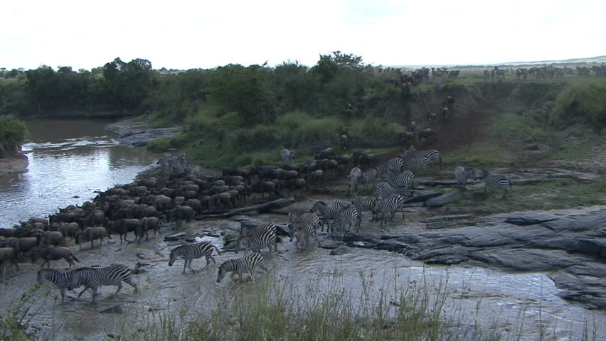 Wildebeest and zebra cross a river in Kenya, Africa.