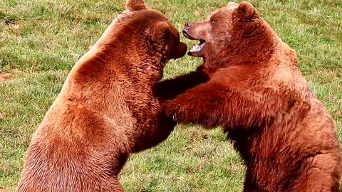 Bears fighting in nature reserve of Cabarceno, Cantabria, North Spain. The natural park is home to a hundred animal species from five continents living in semi-free conditions.