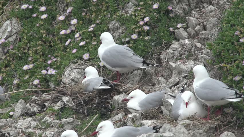 Kaikoura, New Zealand, May 2012 Close up of red billed gulls nesting on the