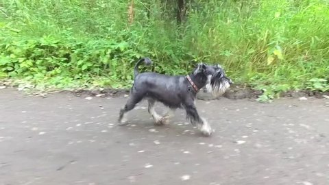 Cute black and silver miniature schnauzer dog running on the road in a summer forest, slow motion, side view