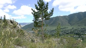 Lonely pine on a background of green mountains. Beautiful nature landscape uhd video