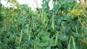 Pods of green peas in the garden. FHD zooms video