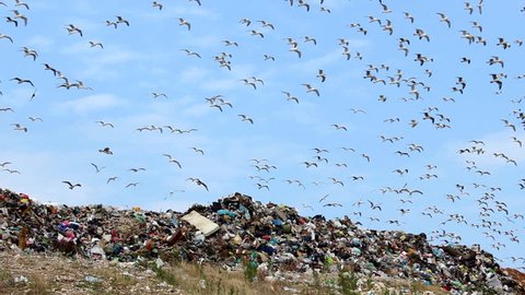 Seagulls, trash and sky

Description: Seagulls on landfill 

