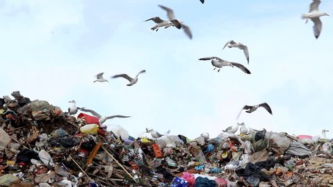 Trash and garbage

Description: Seagulls on landfill 
