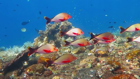 School of red snappers swimming underwater on the tropical coral reef. Exotic reef colorful fish in the blue ocean. Scuba diving in the see with aquatic wildlife. Small fish in the background.
