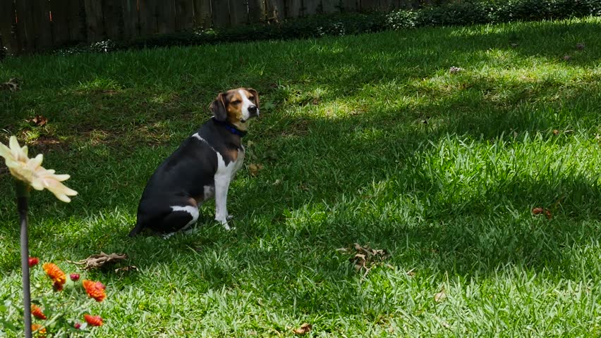 Cute dog sitting in the grass on a sunny day. Beagle, Terrier mix, wide shot.