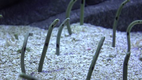 Garden Eel buried in sand of sea floor 4k
