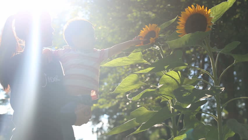 Mom and child looking at sunflower in garden, video