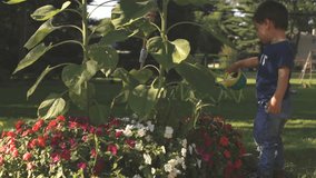 Little boy watering garden, video