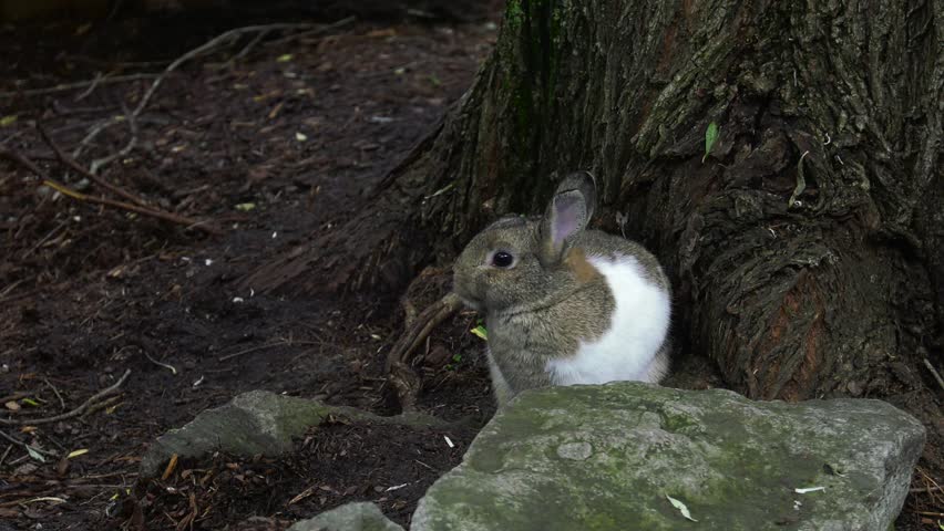 rabbit hiding looking for predators smelling air