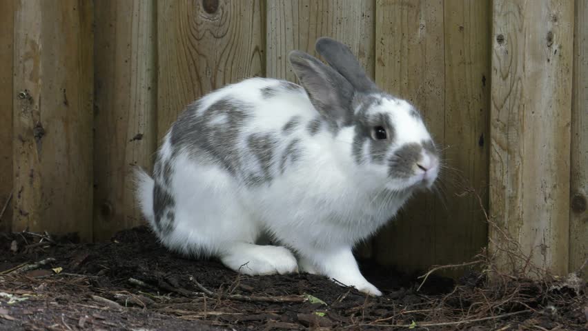 rabbit in garden found hole under fence