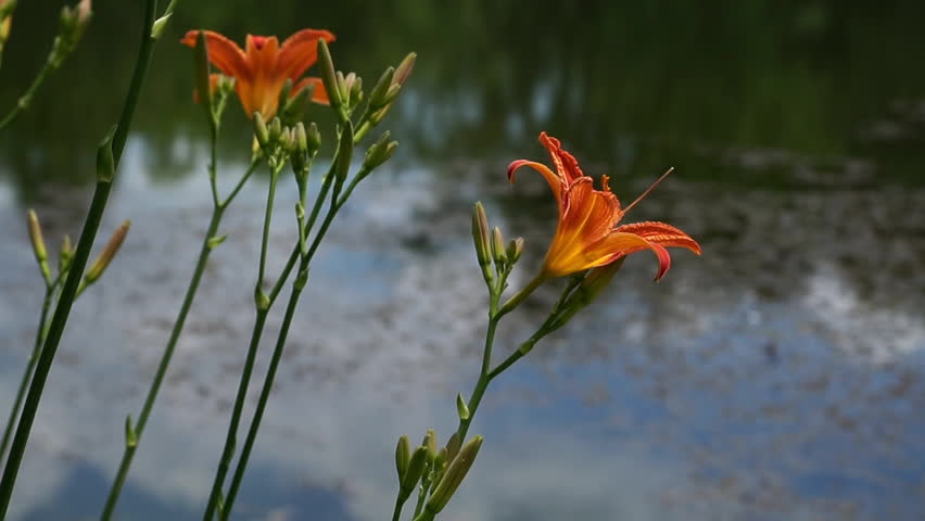 Blooming Orange Lily Close Stock Footage Video 100 Royalty Free Shutterstock