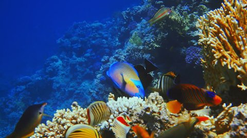 Colorful Fish on Vibrant Coral Reef, Red sea.