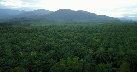 Aerial view of a palm oil plantation in the early morning recorded by drone