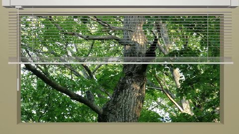 Composite picture of baby of owl with scenery of forest which appeared raising window blind curtain