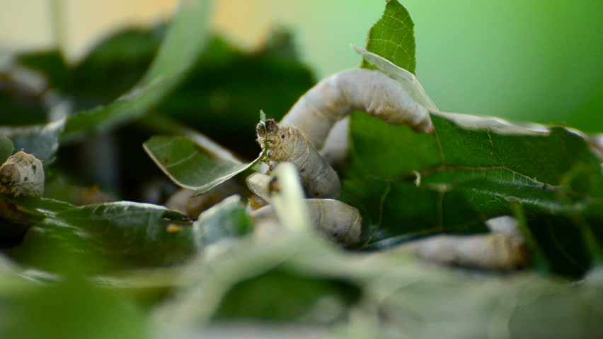 Silkworms close up eating  mulberry leaf