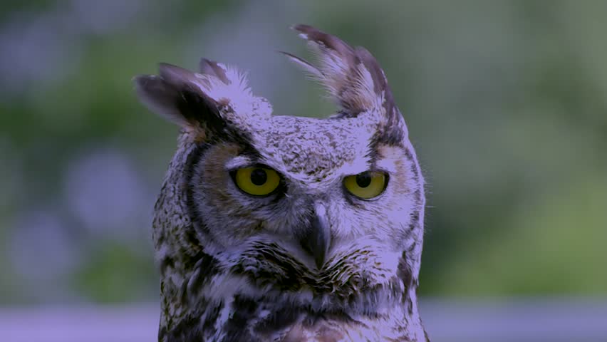 great horned owl blink and screech night time slow