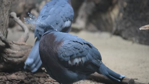 Victoria crowned pigeon (Goura victoria) is large, bluish-grey pigeon with elegant blue lace-like crests, maroon breast, and red irises.
