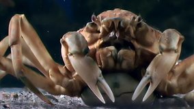 Crab hios underwater in search of food on seabed of White Sea Russia. Unique video close up. Predators of marine life on background of pure and transparent water stones.