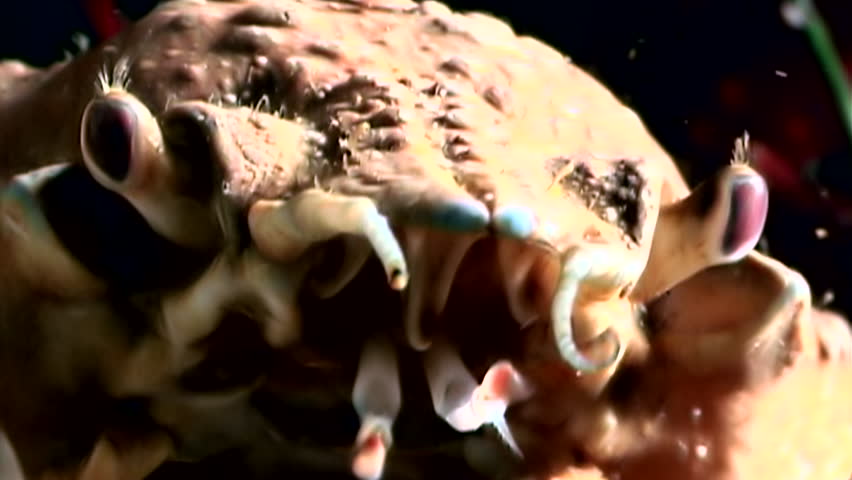 Shrimp in crab claws closeup near mouth underwater on seabed of White Sea. Unique video close up. Predators of marine life on background of pure and transparent water stones.