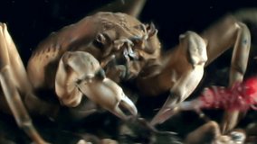 Crab hios hunts for shrimp underwater in search of food on seabed. Unique video close up. Predators of marine life on background of pure and transparent water stones.