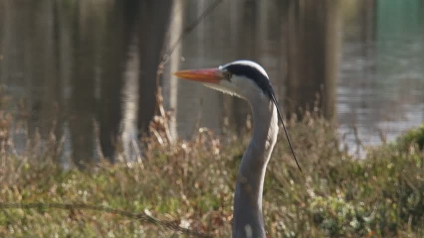 grey heron (Ardea cinerea) stands still at the bank of a pond