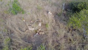 Unique video of the lion pride with ten cubs. Cubs are eating the prey. Lioness are fighting.