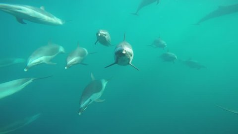 Pod of Dolphins  chasing camera 2