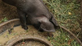 Animals in unhygienic conditions 4K 2160p 30fps UltraHD footage - Black domestic pigs in the barn 3840X2160 UHD video