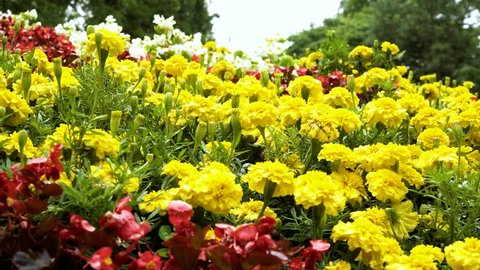 Background of motley, bright garden flowers