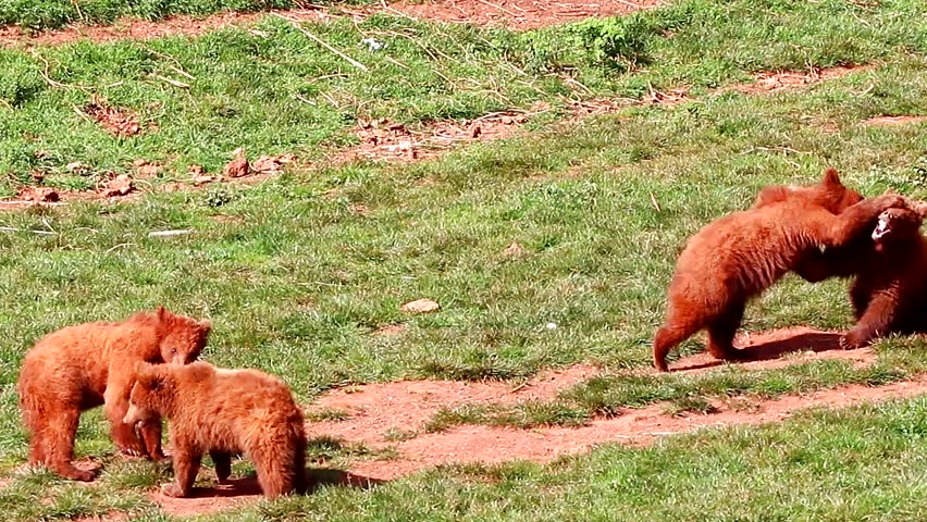 Bear cubs playing and fighting together in nature reserve of Cabarceno,Cantabria, North Spain. The natural park is home to a hundred animal species from five continents living in semi-free conditions. Royalty-Free Stock Footage #29616598