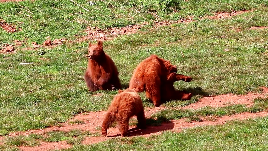 Bear cubs playing and fighting together in nature reserve of Cabarceno,Cantabria, North Spain. The natural park is home to a hundred animal species from five continents living in semi-free conditions. Royalty-Free Stock Footage #29616598