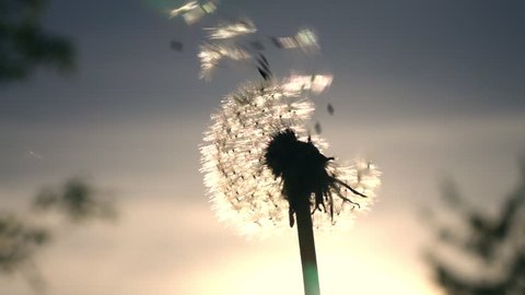 Amazing single sunny dandelion, blowing by the wind on blue sky background in sunrise back-light. Excellent romantic scene close up in vibrant slow motion in full HD. Shooting with high-speed camera.