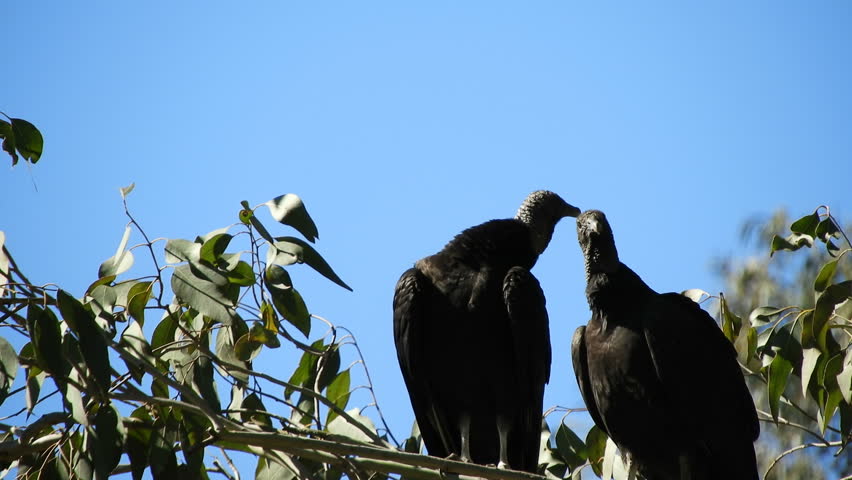 Header of American Vultures