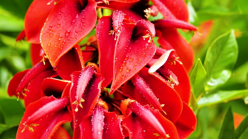 Red blooming flowers are corals.