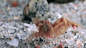 Red shrimp masked in search of food underwater seabed of White Sea Russia. Unique video close up. Predators of marine life on the background of pure and transparent water stones.