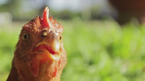 46 Comedy Hen Stock Video Footage - 4K and HD Video Clips | Shutterstock