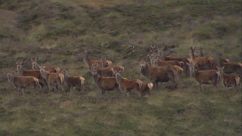 Red Deer Sequence Around Beinn A'Ghlo